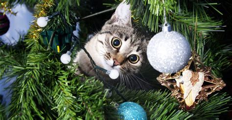 Katt tillsammans med julgranen-